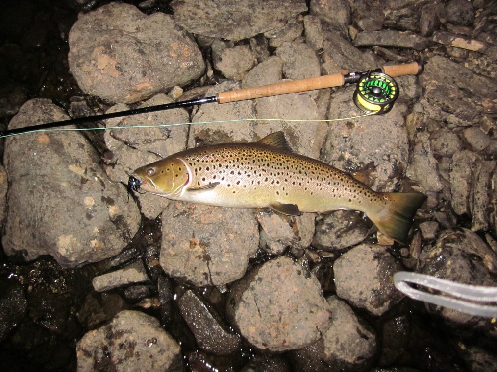 Martin Sundins fisk på 72 cm